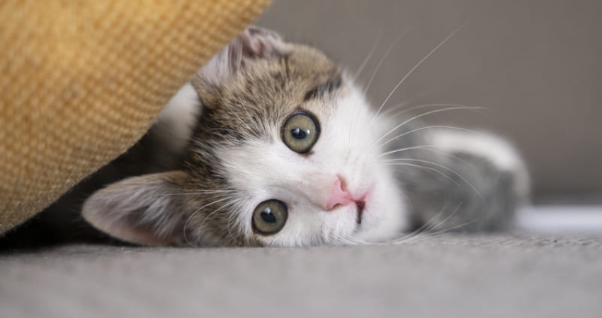 El Seguro de Salud para Gatos que Entiende Alicante