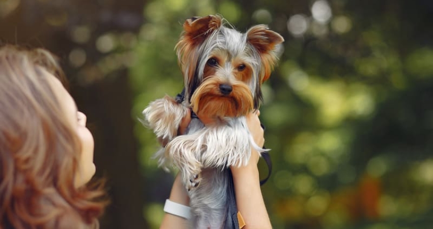 Seguro Médico para Perros Sin Franquicia