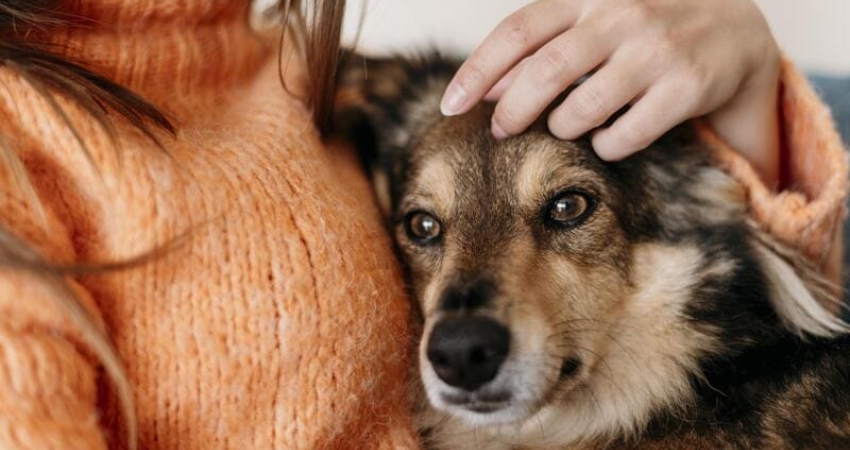 Seguro de Responsabilidad Civil para Perros en Alicante