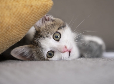 El Seguro de Salud para Gatos que Entiende Alicante