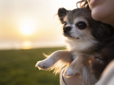 Seguro Veterinario para Perros
