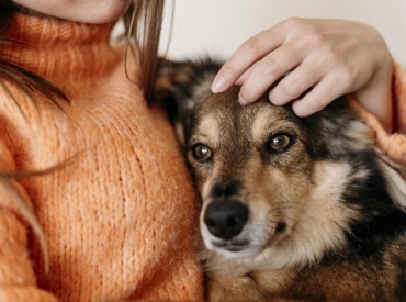 Seguro de Responsabilidad Civil para Perros en Alicante