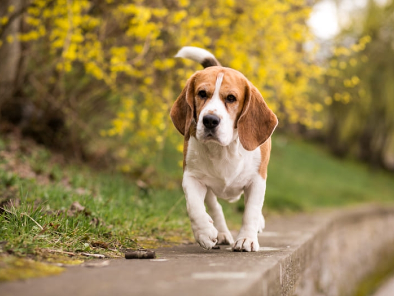 Mejor Seguro para Perros