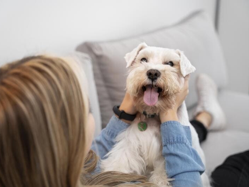 Seguro Médico para Perros Sin Franquicia