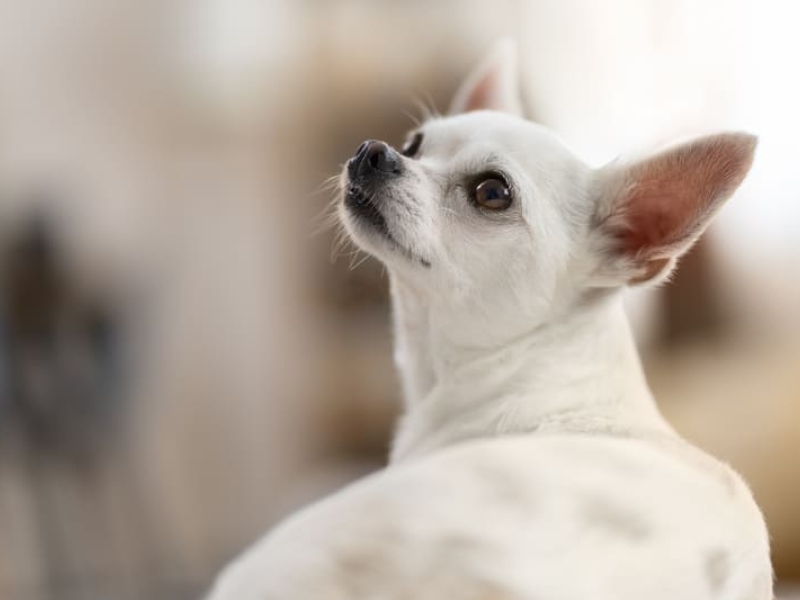 Seguro Médico para Perros Sin Franquicia