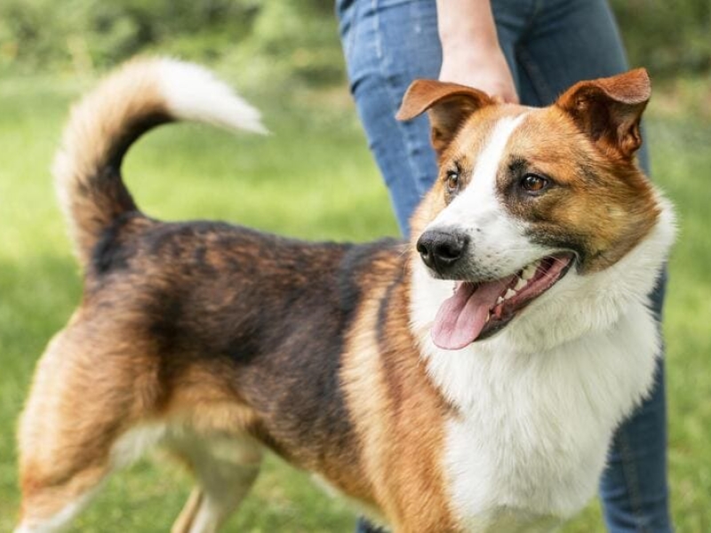 Seguro Veterinario para Perros