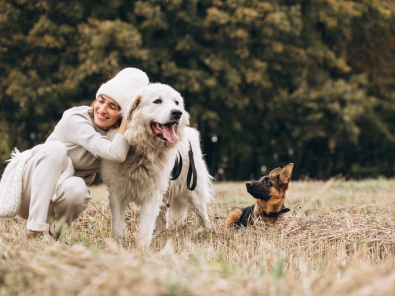 Seguro Veterinario para Perros