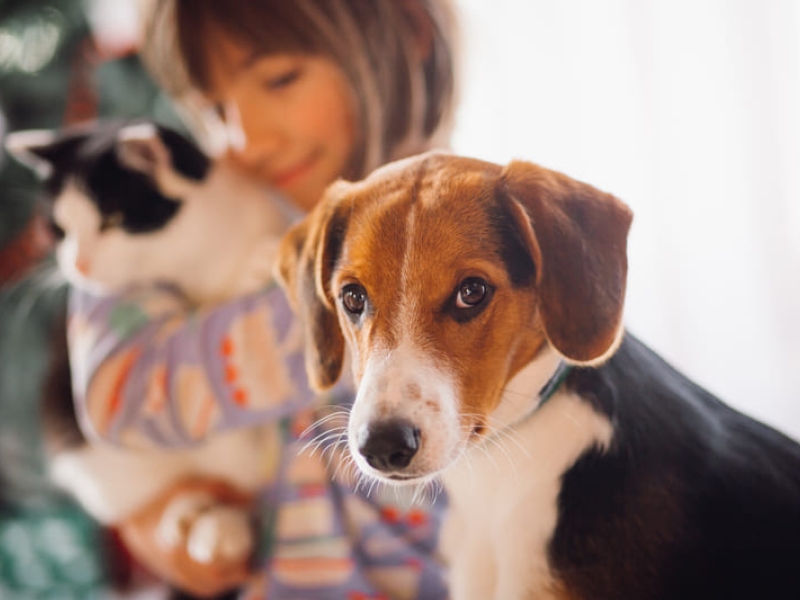 Franquicia vs. Copago en el Seguro de tu Mascota