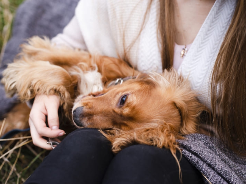 Franquicia vs. Copago en el Seguro de tu Mascota